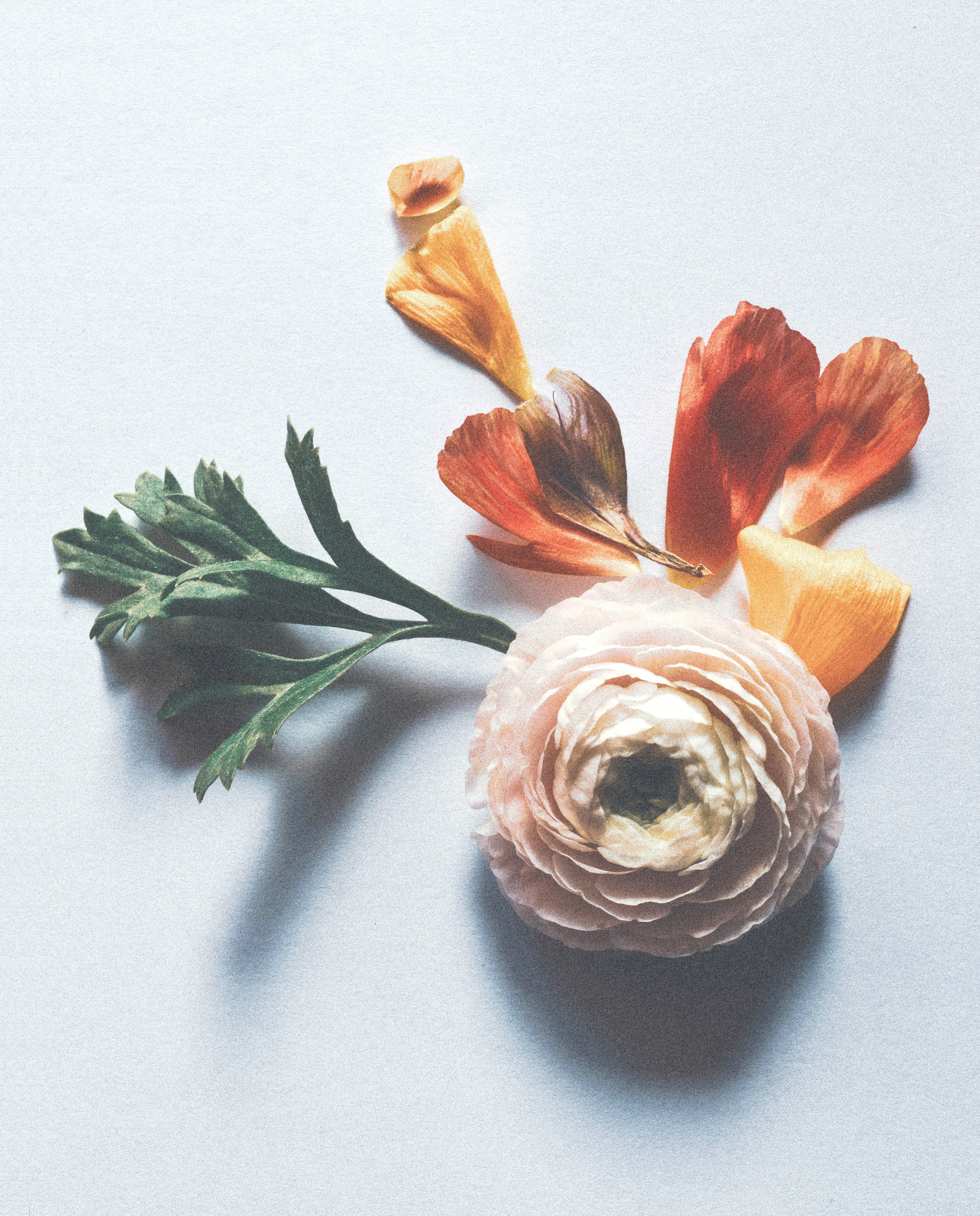 white and orange flower on white surface